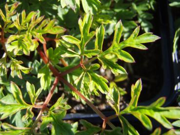 .Aruncus aethusifolius - Geißbart, Zwerg-Geißbart