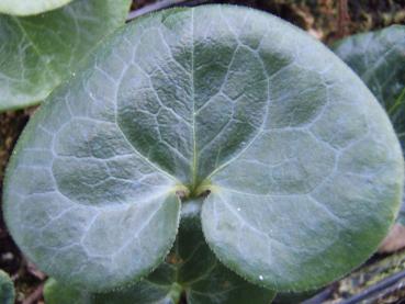 .Asarum europaeum