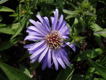 .Aster dumosus Blauer Gletscher