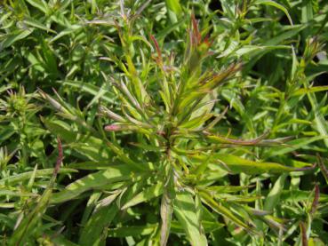 .Aster dumosus Kassel - Aster, Kissen-Aster Kassel