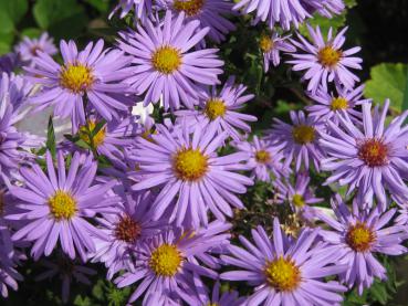 .Aster dumosus Prof. Anton Kippenberg - Aster, Kissen-Aster Prof. Anton Kippenberg