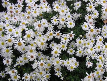 .Aster dumosus Apollo - Aster, Kissen-Aster Schneekissen