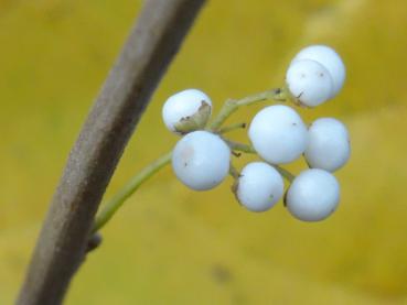 Callicarpa albibaccata