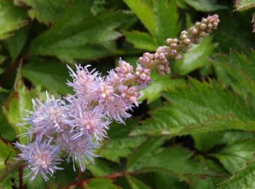 .Astilbe chinesis var. pumila - Spiere, Teppich-Spiere