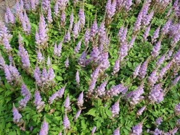 Astilbe chinensis var. pumilla treibt aufrecht stehende Blütenstengel