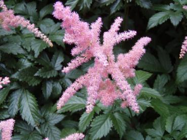 .Astilbe japonica Bremen - Spiere, Prachtspiere Bremen