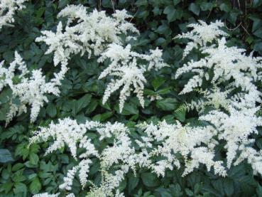 .Astilbe japonica Deutschland