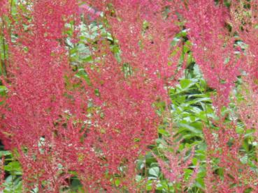 .Astilbe japonica Red Sentinel