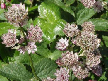 .Astrantia major