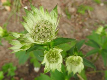 Die Sterndolde (Astrantia major) - eine Blütenpflanze für den Schattengarten