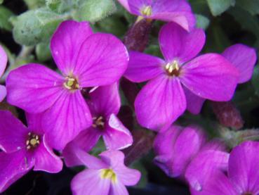 .Aubrieta Rosenteppich