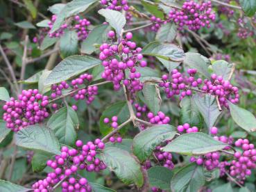 Callicarpa bodinieri Profusion - Liebesperlenstrauch