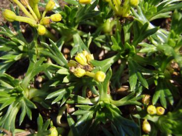 .Azorella trifurcata - Andenpolster