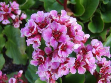 .Bergenia cordifolia - Bergenie, Herzblatt-Bergenie