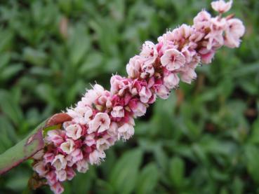 .Persicaria affinis Kabouter - Knöterich, Schneckenknöterich