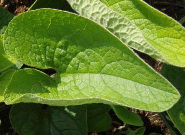 .Brunnera macrophylla - Kaukasus-Vergißmeinnicht