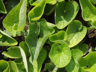 Kaukasus-Vergißmeinnicht, Brunnera macrophylla