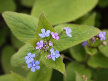 Kaukasus-Vergißmeinnicht, Brunnera macrophylla