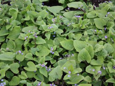 Kaukasus-Vergißmeinnicht, Brunnera macrophylla