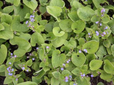 Kaukasus-Vergißmeinnicht, Brunnera macrophylla