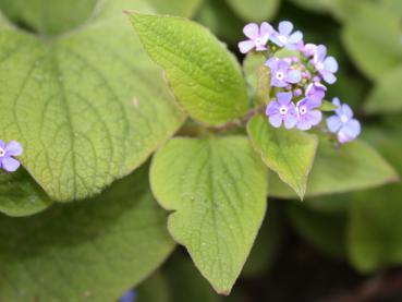 Kaukasus-Vergißmeinnicht, Brunnera macrophylla