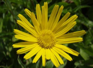 .Buphthalmum salicifolium - Ochsenauge, Goldmargerite