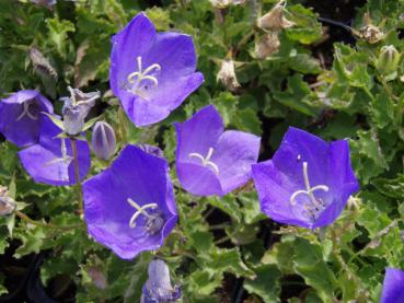 .Campanula carpatica Blaue Clipps - Karpaten-Glockenblume Blaue Clipps