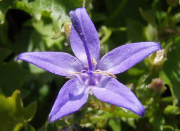 .Campanula garganica - Glockenblume, Sternpolster-Glockenblume