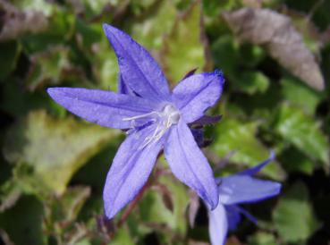 .Campanula poscharskyana - Hängepolster-Glockenblume