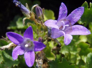 .Campanula portenschlagiana - Glockenblume, Polster-Glockenblume