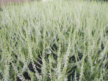 Calluna vulgaris weiß blühend