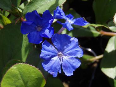 .Ceratostigma plumbaginoides - Bleiwurz, Chinesischer Bleiwurz