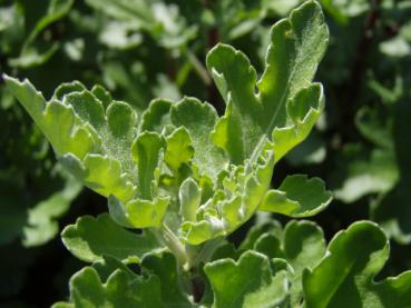 .Chrysanthemum hortorum Poesie - Winteraster Poesie