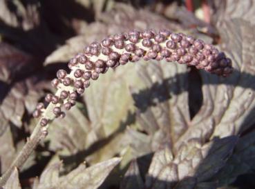 .Actaea simplex Brunette - Silberkerze, September-Silberkerze Brunette