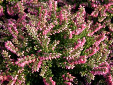 Calluna vulgaris hellrot blühend