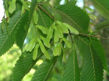 Hainbuchen-Ahorn - Acer carpinifolium