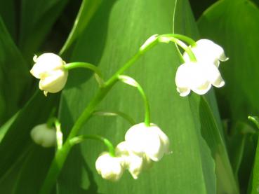 .Convallaria majalis - Maiglöckchen