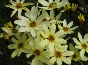 .Coreopsis verticillata Moonbeam - Mädchenauge, Netzblatt-Mädchenauge Moonbeam