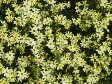 Voll in Blüte: Coreopsis verticillata Moonbeam