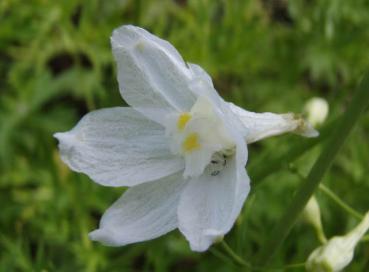 .Delphinium belladonna Moerheimii - Rittersporn Moerheimii