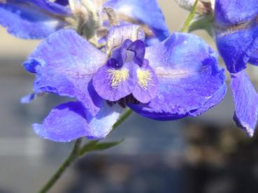 .Delphinium belladonna Völkerfrieden - Rittersporn Völkerfrieden