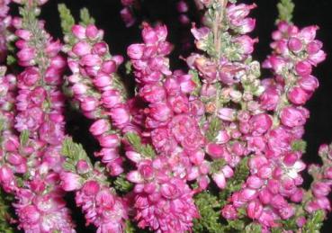 Calluna vulgaris rotblühend