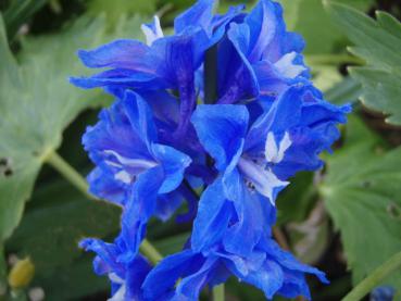 .Delphinium pacific Blue Bird - Rittersporn, Garten-Rittersporn Blue Bird