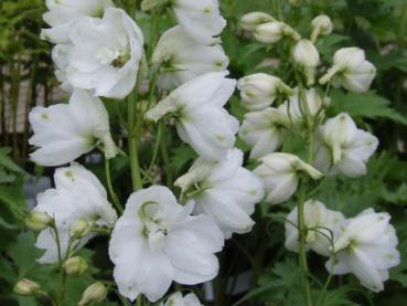 .Delphinium pacific Galahad - Rittersporn, Garten-Rittersporn Galahad