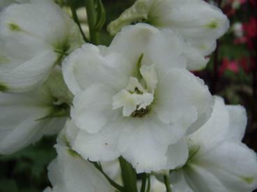 Delphinium Galahad in Blüte