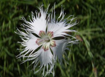 .Dianthus arenarius