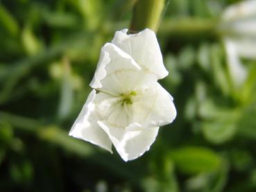 .Dianthus deltoides Albus - Heidenelke