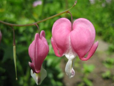 .Dicentra spectabilis - Tränendes Herz