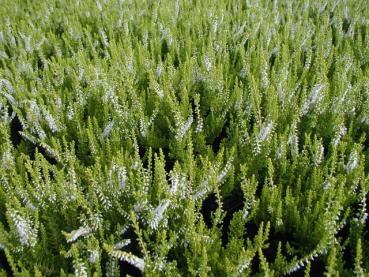 Calluna vulgaris gelblaubig