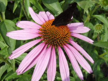 Scheinsonnenhut Magnus - beliebt bei Insekten